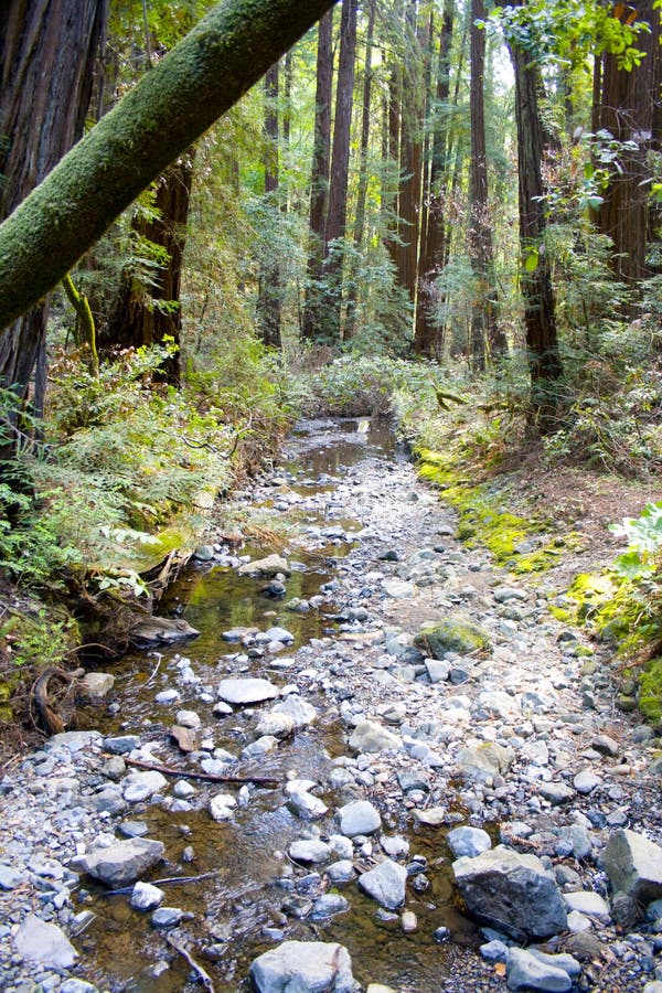 A small stream that runs through Muir Woods in California. A small stream that runs through Muir Woods in California