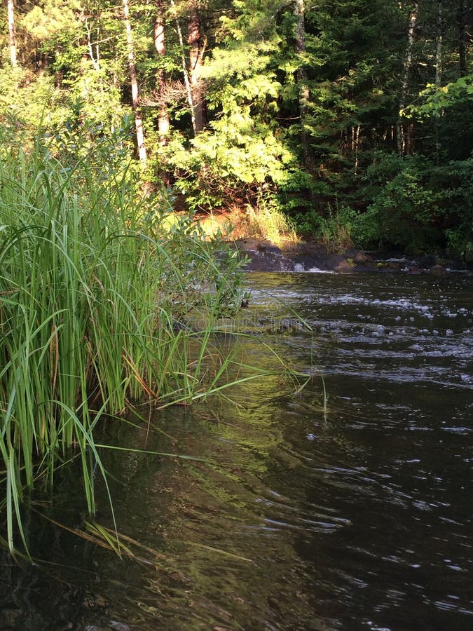 Stream Through A Northern Wisconsin Green Forest Stock Photo Image of