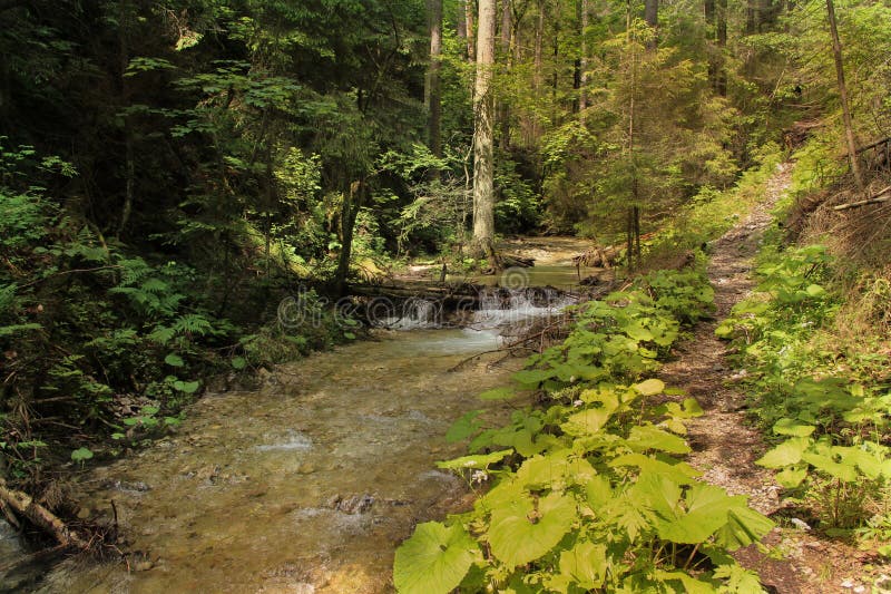 Potok poklidně a pomalu plynoucí lesními oblastmi Národního parku Slovenský ráj