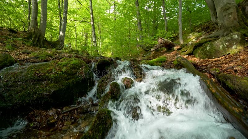 Stream running fast in summer green forest. Small