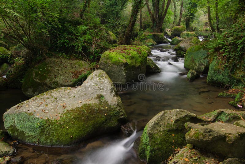 A stream of water in forest characterized by the light of a foggy morning.