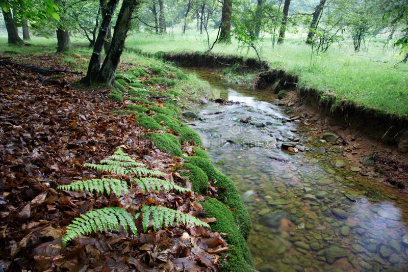 A small stream in a european forest, springtime, Italy. A small stream in a european forest, springtime, Italy.