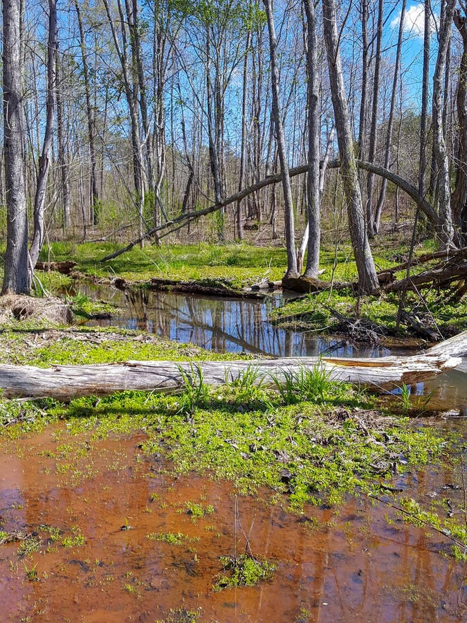 A beautiful stream in the woods at my home in rural North Carolina with a rotten log laying across it and a beautiful blue sky in the background. A beautiful stream in the woods at my home in rural North Carolina with a rotten log laying across it and a beautiful blue sky in the background.