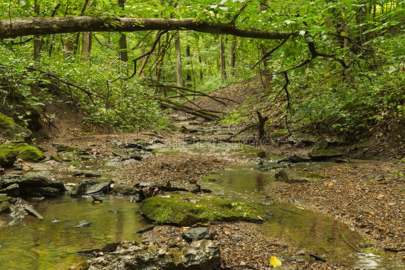 Small stream running through the woods on a cloudy Summer's morning. Starved Rock State Park, Illinois, USA. Small stream running through the woods on a cloudy Summer's morning. Starved Rock State Park, Illinois, USA.