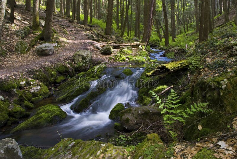 A mountain stream and green woods with ferns in Stokes State Forest in New Jersey. A mountain stream and green woods with ferns in Stokes State Forest in New Jersey.