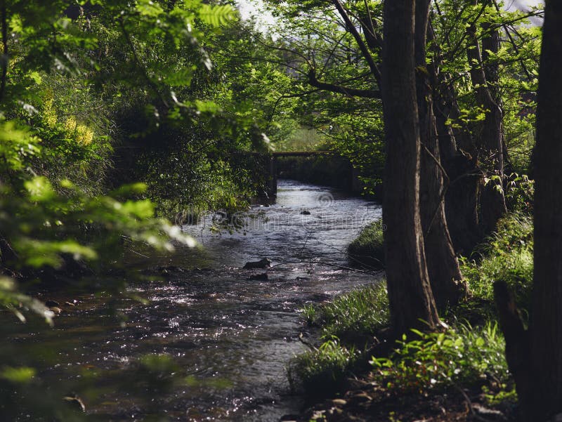 Streams cross the forest, a small stone bridge across the stream, the sun through the forest to the creek