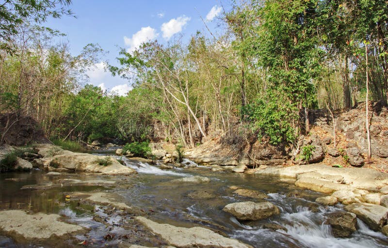 Streams in forest