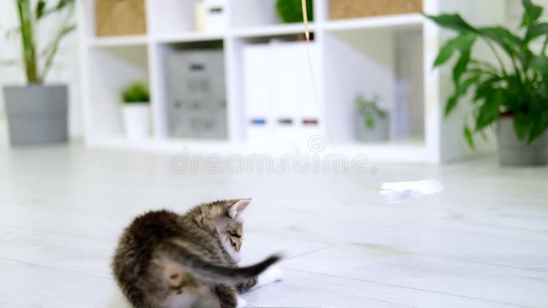 Streckad kattunge som leker med pappersbåge på snöre i modernt inre hem. katthopp som gör lustiga attityder. Kassatfångster lager videofilmer
