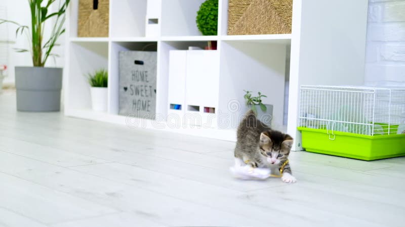 Streckad kattunge som leker med pappersbåge på snöre i modernt inre hem. katthopp som gör lustiga attityder. Kassatfångster lager videofilmer