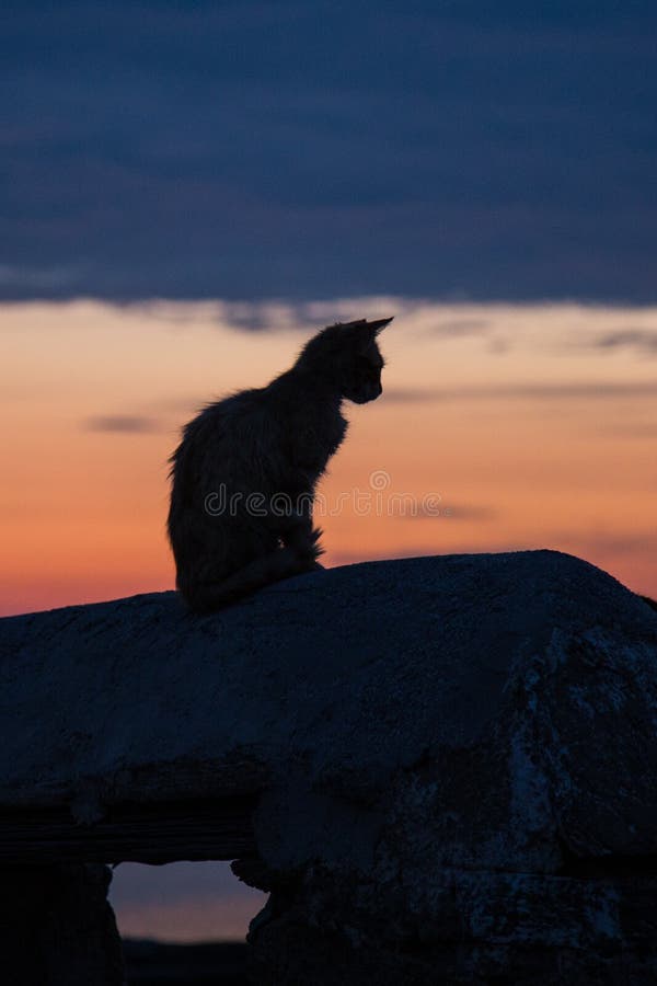 Cat silhouette in the sunset