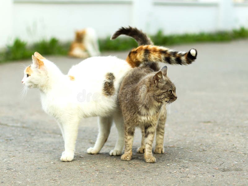 Tails entwined stock image. Image of weave, help, food 51604671