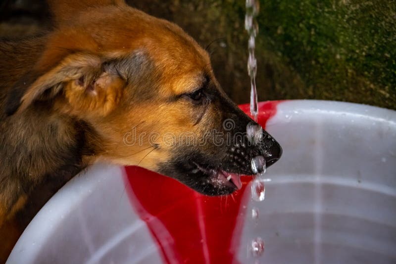 141 Dog Drinking Street Water Stock Photos - Free & Royalty-Free Stock  Photos from Dreamstime
