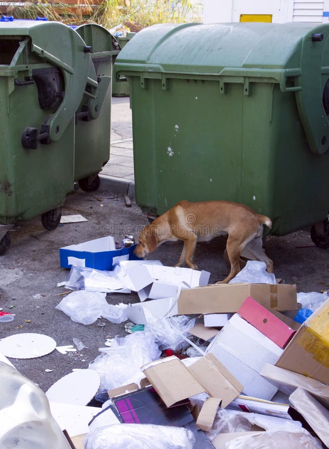 Street dog with garbage near green trash dumpsters royalty free stock photos