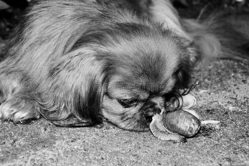 The street dog sniffs snail . Black and white photo.