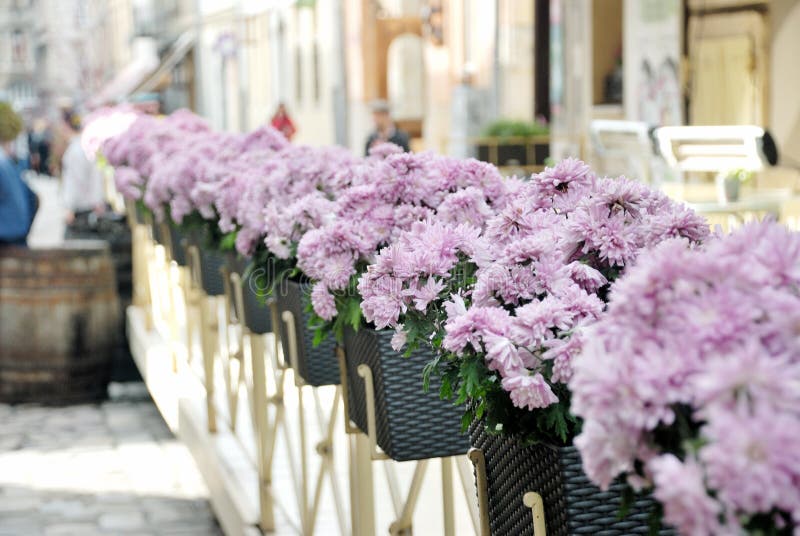 Street flowers stock photo. Image of flora, decor, violet 63564342