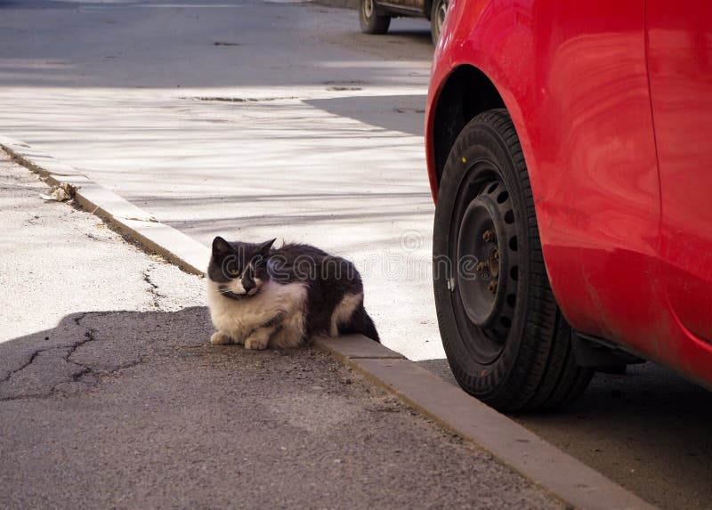 Street homeless cat on the street royalty free stock image Street homeless cat on the street royalty free stock image
