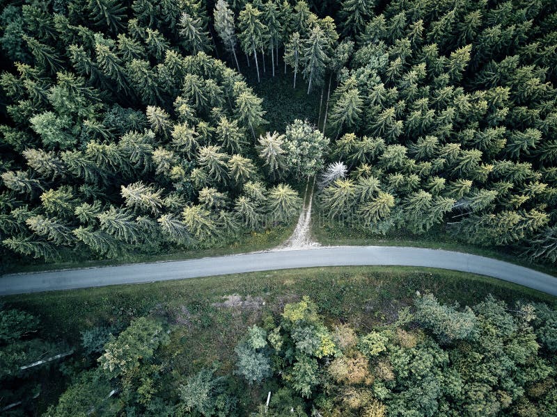 Street between large trees from top with drone aerial view, landscape, autumn