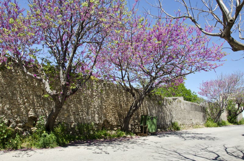 Street with stone wall and blossoming trees in Rhodes island