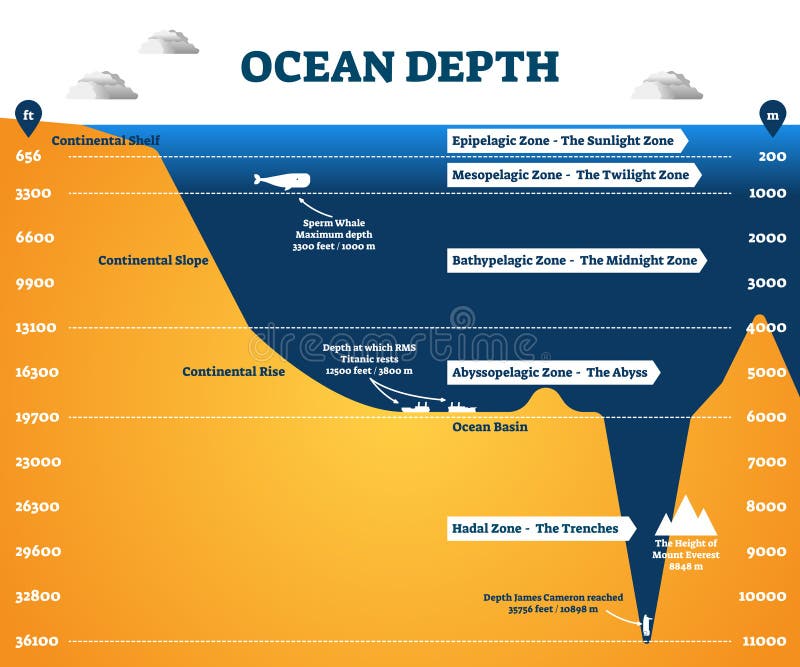 Ocean depth zones infographic, vector illustration labeled diagram. Oceanography science educational graphic information. Depth at which sperm whales live and deepest point reached by human. Ocean depth zones infographic, vector illustration labeled diagram. Oceanography science educational graphic information. Depth at which sperm whales live and deepest point reached by human.