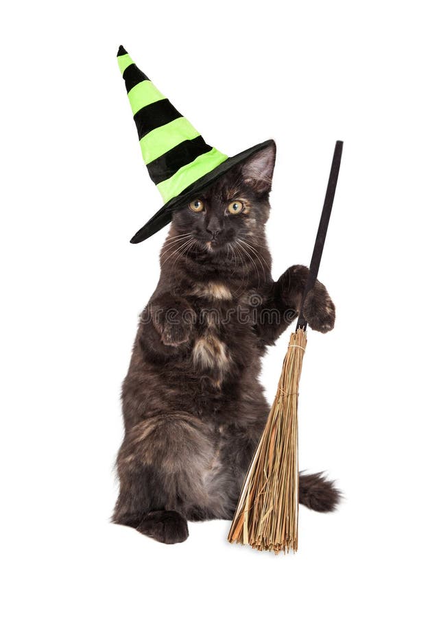 Strega Cat With Broom di Halloween fotografia stock Strega Cat With Broom di Halloween fotografia stock