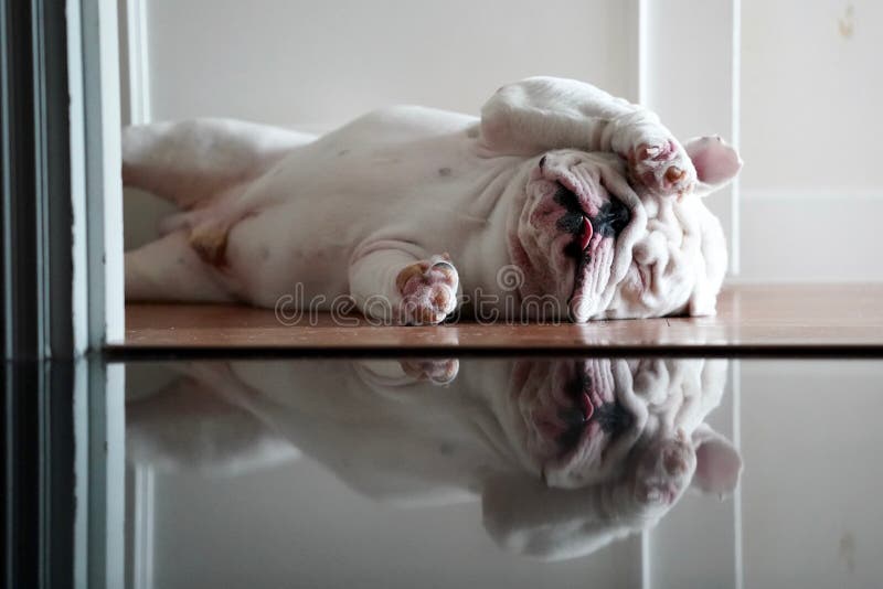 Streicheln Sie die englische Bulldogge, die gebohrt unten schauend liegt, Gesicht verkratzend stockfotos