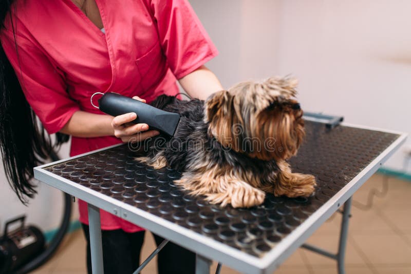 Streicheln Sie Groomer mit Haarschnittmaschine, Hundefrisur stockbild Streicheln Sie Groomer mit Haarschnittmaschine, Hundefrisur stockbild