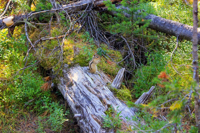 Streifenhörnchen im Wald lizenzfreie stockbilder Streifenhörnchen im Wald lizenzfreie stockbilder