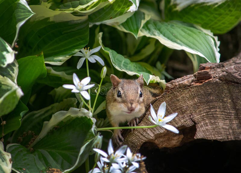 A tiny chipmunk peeks out from between white spring flowers in a pretty garden. A tiny chipmunk peeks out from between white spring flowers in a pretty garden