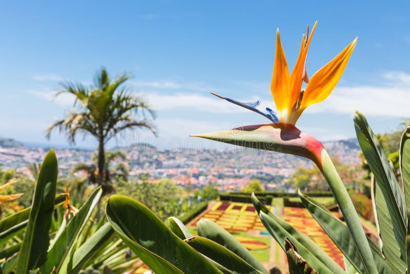 Strelitzia dans le jardin botanique Funchal à l'île de la Madère photo libre de droits Strelitzia dans le jardin botanique Funchal à l'île de la Madère photo libre de droits