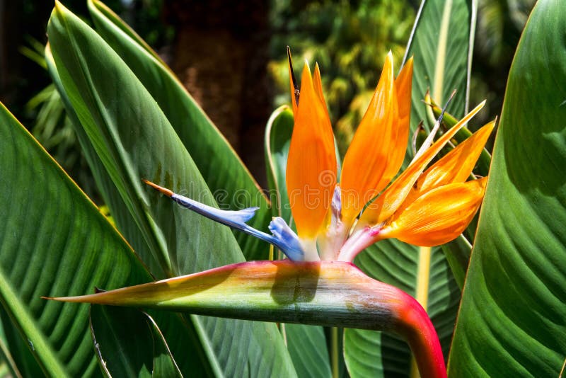 Strelitzia De Fleur Paradis Doiseau Tenerife îles Canaries