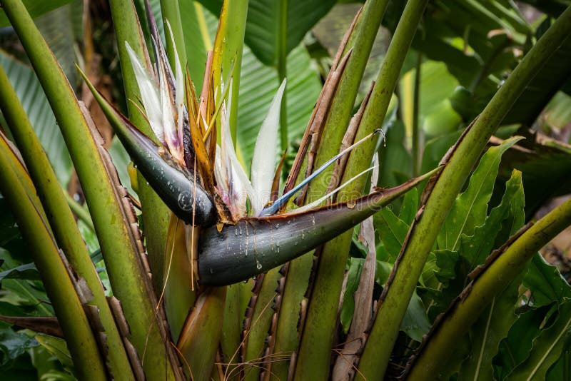 Strelitzia nicolai White Bird of Paradise flower in bloom in spring in FL