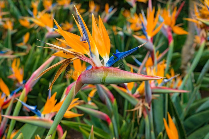 Strelitzia reginae, Bird of paradise flower Crane Flower stock image Strelitzia reginae, Bird of paradise flower Crane Flower stock image