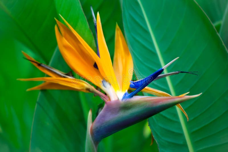 Strelitzia Reginae-Blumennahaufnahme stockbild Strelitzia Reginae-Blumennahaufnahme stockbild