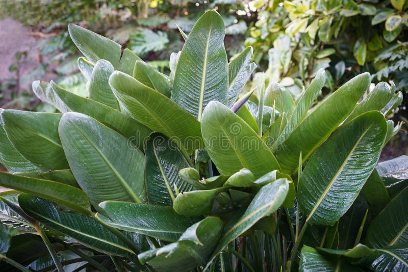 Strelitzia reginae covered with drops after watering. Botanical garden with tropical green plants