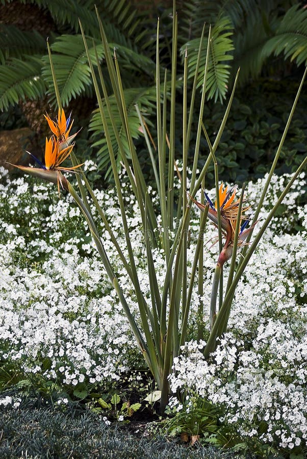 Strelitzia Reginae - Crane Flower