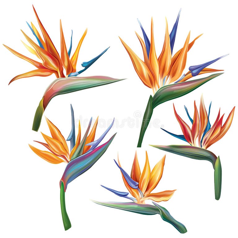 Bird Paradise Stock Illustrations – 36,089 Bird Paradise Stock