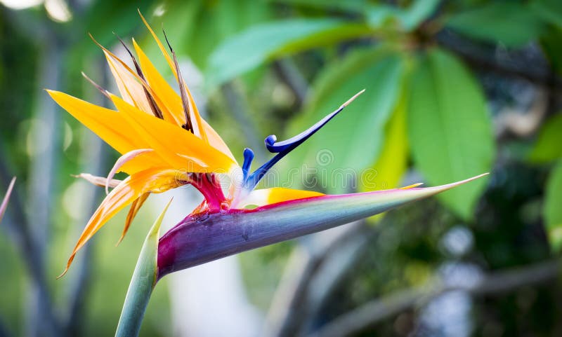 Strelitzia Reginae lub ptak raj roślina obraz stock Strelitzia Reginae lub ptak raj roślina obraz stock