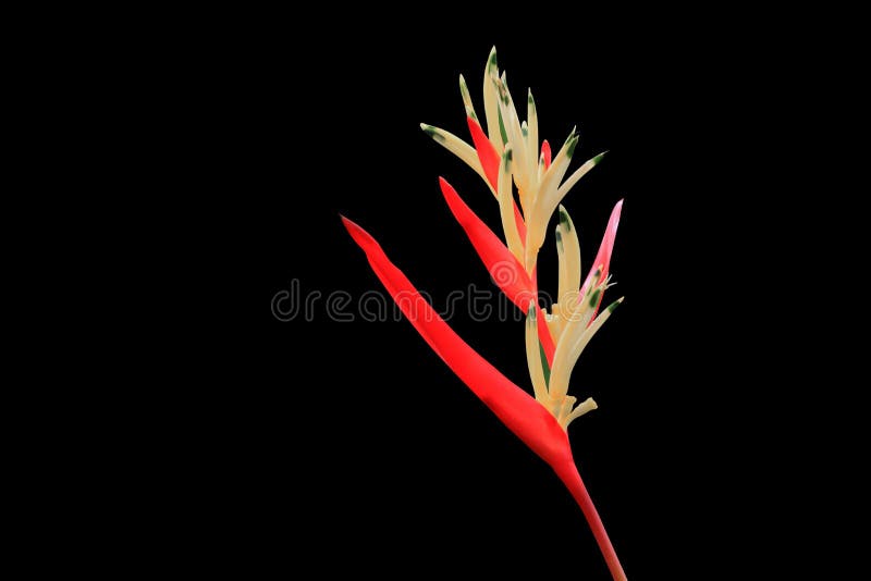 Strelitzia Rojo Hermoso Reginae De La Flor De La Ave Del Paraíso Aislado En  La Trayectoria Negra Del Fondo Y De Recortes Imagen de archivo - Imagen de  rojo, belleza: 111815851