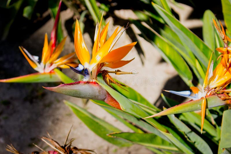 Strelitzia Tropikalna roślina z pomarańczowym kwiatem fotografia stock Strelitzia Tropikalna roślina z pomarańczowym kwiatem fotografia stock