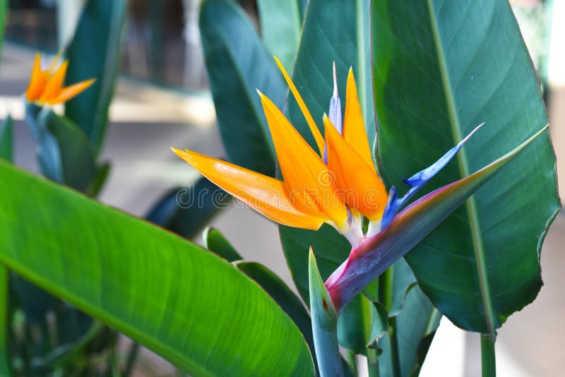 Strelitzia - παραδοσιακό λουλούδι του νησιού της Μαδέρας στοκ φωτογραφία με δικαίωμα ελεύθερης χρήσης