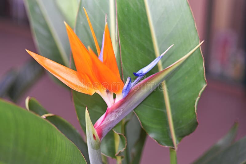 Strelitzia - παραδοσιακό λουλούδι του νησιού της Μαδέρας στοκ φωτογραφία