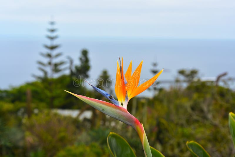 Strelitzia - παραδοσιακό λουλούδι του νησιού της Μαδέρας καλοκαίρι ημέρας ηλιόλουστο