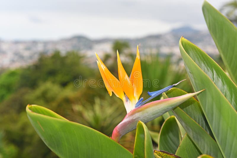 Strelitzia - παραδοσιακό λουλούδι του νησιού της Μαδέρας στοκ φωτογραφία με δικαίωμα ελεύθερης χρήσης