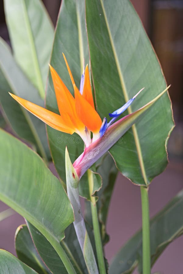 Strelitzia - παραδοσιακό λουλούδι του νησιού της Μαδέρας στοκ εικόνα