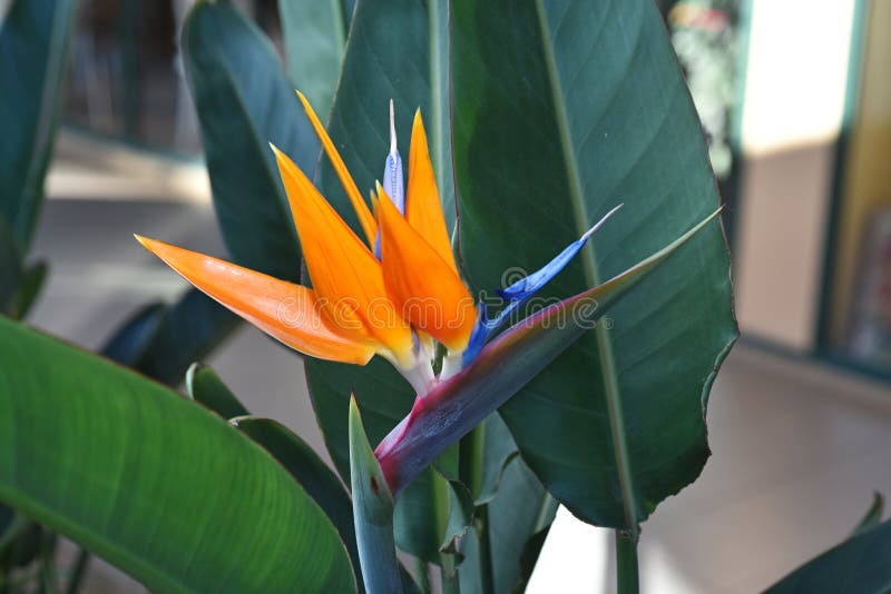 Strelitzia - παραδοσιακό λουλούδι του νησιού της Μαδέρας στοκ φωτογραφία