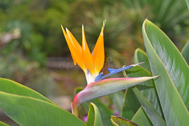Strelitzia - παραδοσιακό λουλούδι του νησιού της Μαδέρας στοκ φωτογραφίες