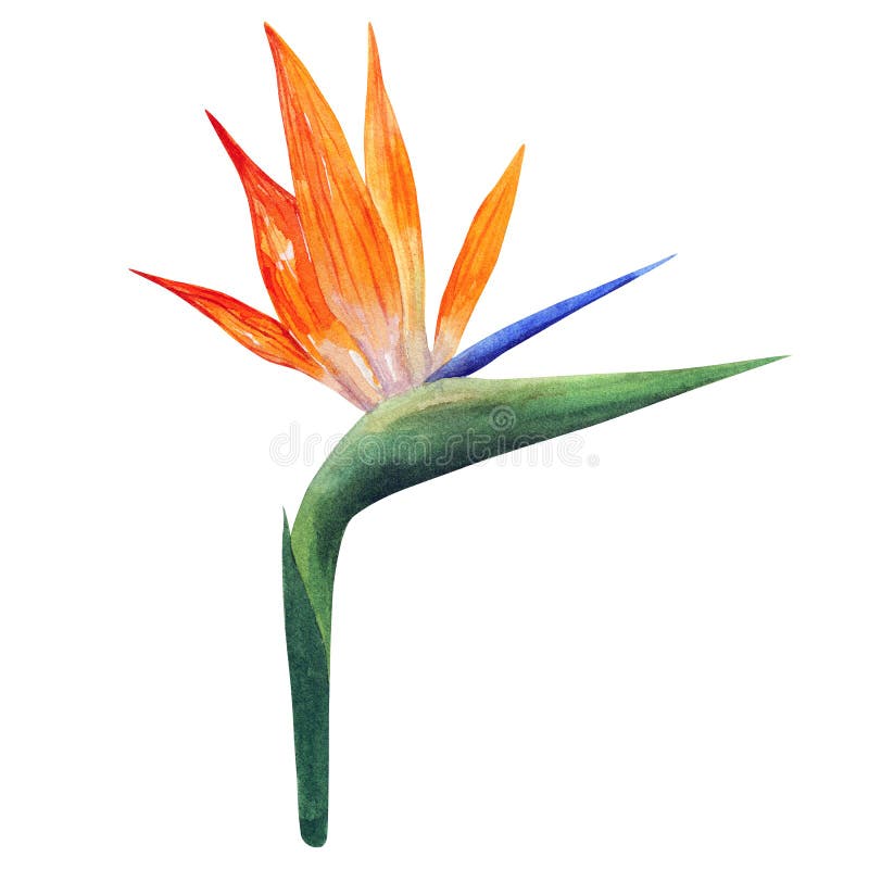 Strelizia Bello fiore variopinto arancio Illustrazione disegnata a mano dell'acquerello Isolato su priorit? bassa bianca royalty illustrazione gratis Strelizia Bello fiore variopinto arancio Illustrazione disegnata a mano dell'acquerello Isolato su priorit? bassa bianca royalty illustrazione gratis