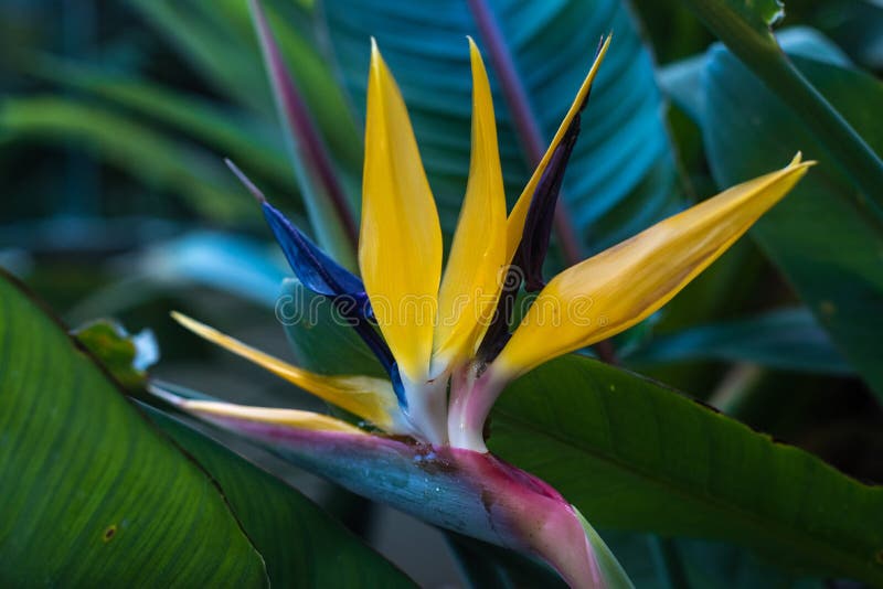 Strelitzia Reginae, The Bird of Paradise with green leaves in the background