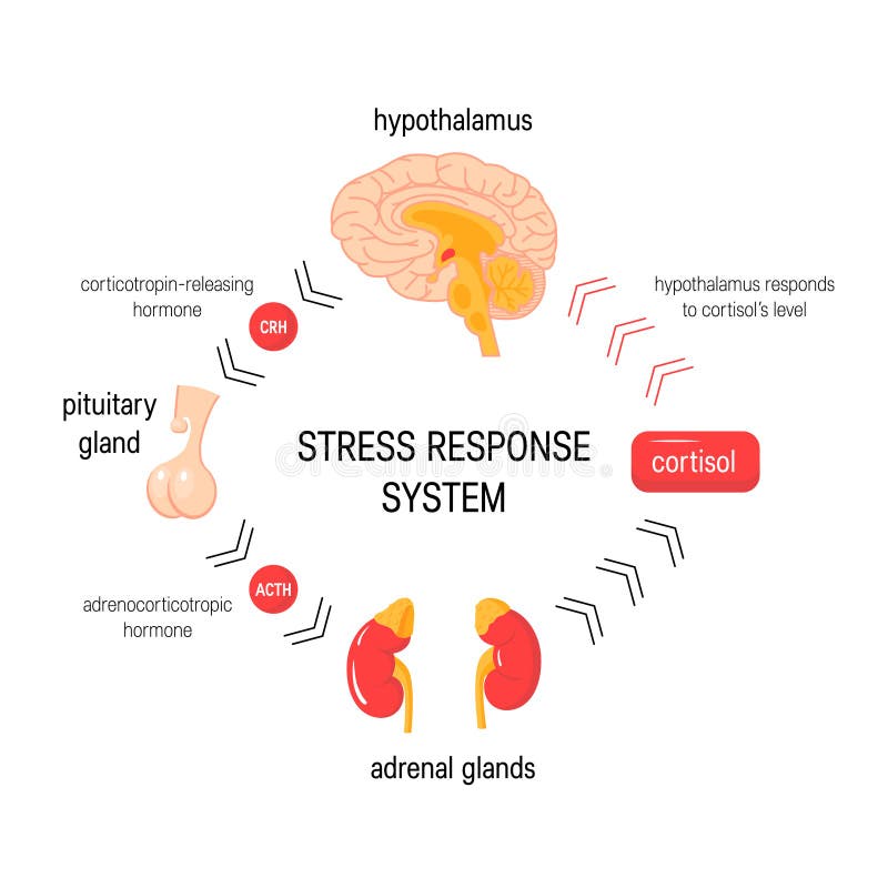 Stres odpowiedzi system Wektorowy dokrewny medyczny diagram ilustracji Stres odpowiedzi system Wektorowy dokrewny medyczny diagram ilustracji