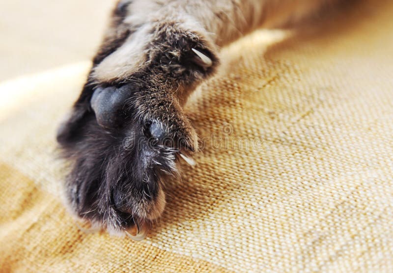 579 Domestic Cat Kitten Stretching Paw Photos Free & RoyaltyFree